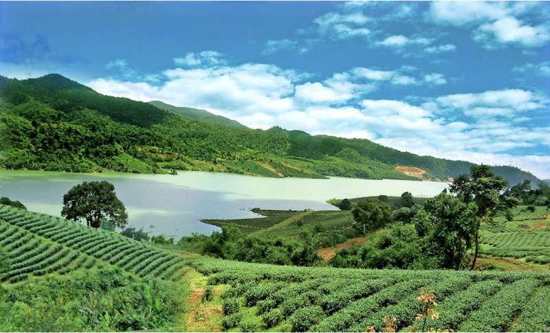Đồi chè Tâm Châu Bảo Lộc - Nơi màu hy vọng phủ đến tận chân trời